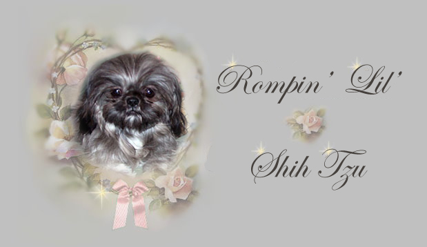Tiny Chinese Imperial Shih Tzu Bitsy pedigree
